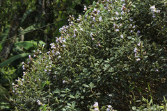 Phlebophyllum kunthianum